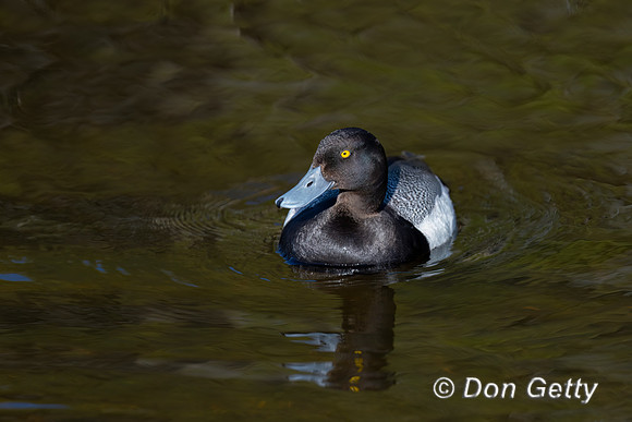 Lesser Scaup
