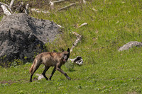 Wolf