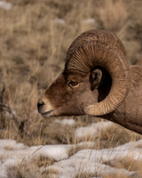 Bighorn Sheep