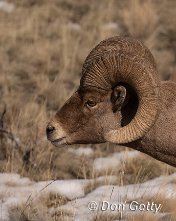Bighorn Sheep