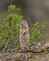 Uinta Ground Squirrel