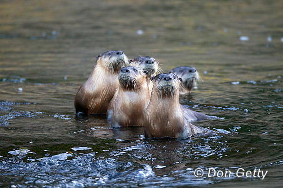 Otter_River_Z2F7255