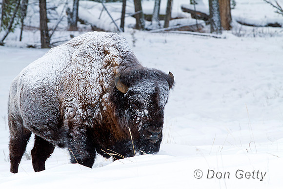 Bison, "Bison bison", Buffalo, Wyoming, "Yellowstone National Park"