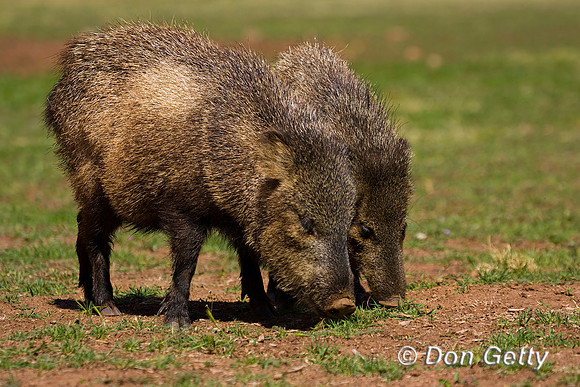 Javelina_MR8D3782