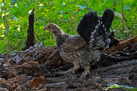 Dusky Grouse
