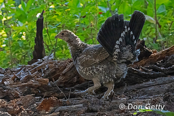 Dusky Grouse