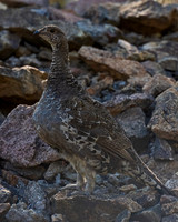 Dusky Grouse