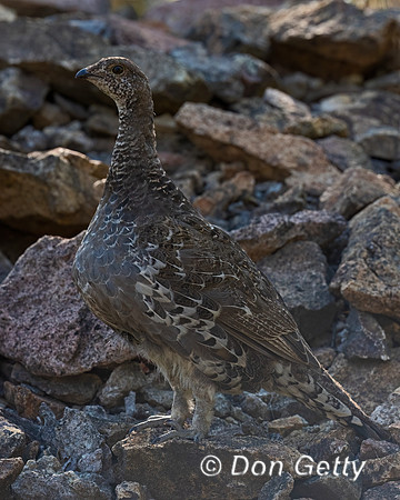Dusky Grouse