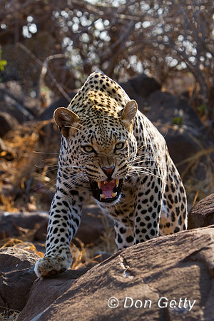 Leopard_MG_4973