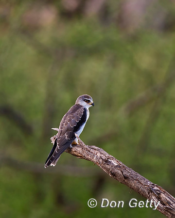 Black-shouldered Kite