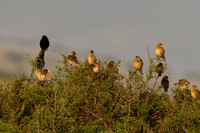 Jackkson's Widowbird