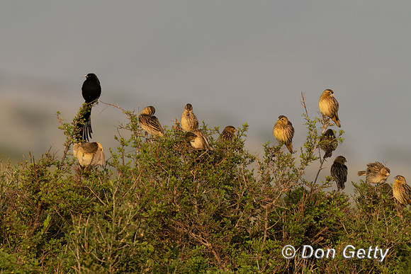 Jackkson's Widowbird