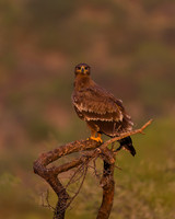 Steppe Eagle