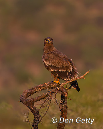 Steppe Eagle