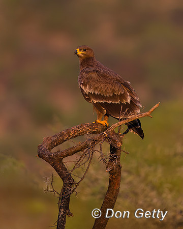 Steppe Eagle