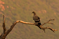 Steppe Eagle