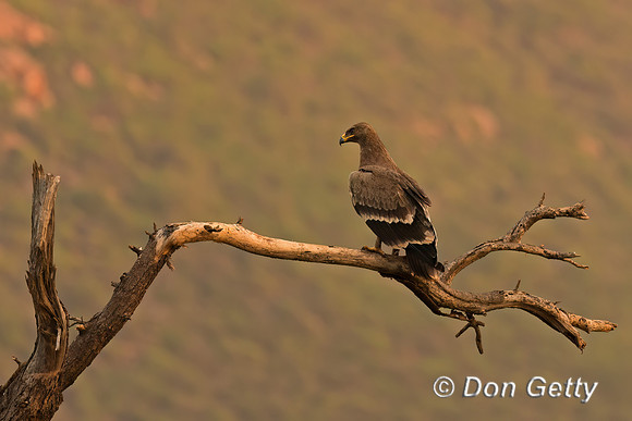 Steppe Eagle