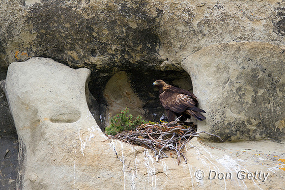 Golden Eagle