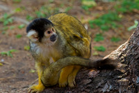 Monkey, Squirel