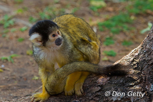 Squirrel Monkey
