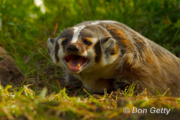 Badger
