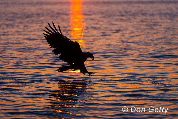 Bald Eagle, Haliaeetus leucocephalus