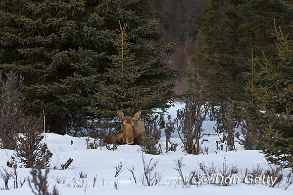 Moose