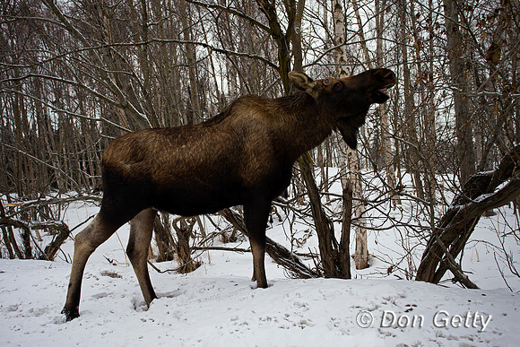 Moose