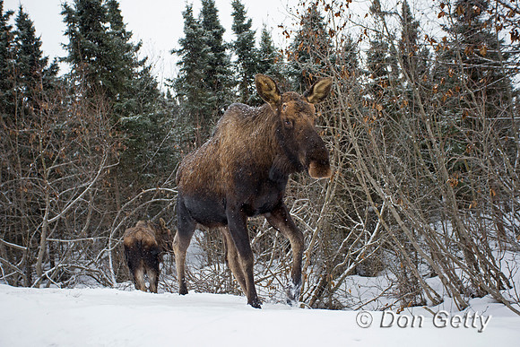 Moose