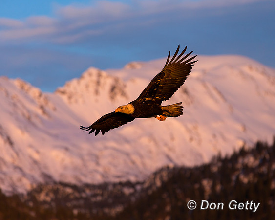 "Bald Eagle", "Haliaeetus leucocephalus"