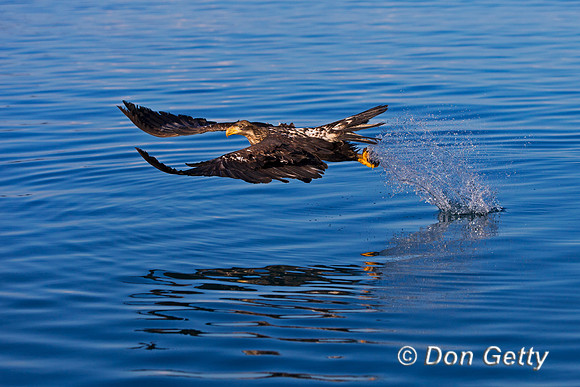 "Bald Eagle", "Haliaeetus leucocephalus"