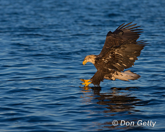 "Bald Eagle", "Haliaeetus leucocephalus"