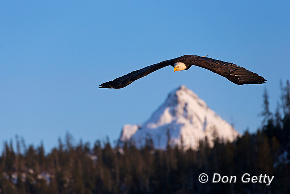 Bald Eagle, Haliaeetus leucocephalus