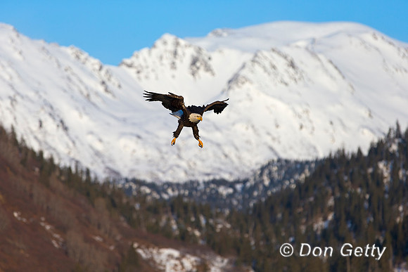 Bald Eagle, Haliaeetus leucocephalus