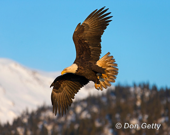 Bald Eagle, Haliaeetus leucocephalus
