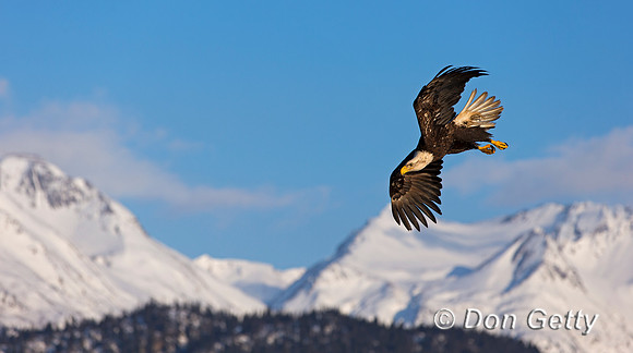 Bald Eagle, Haliaeetus leucocephalus