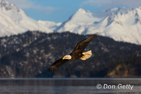 Bald Eagle, Haliaeetus leucocephalus