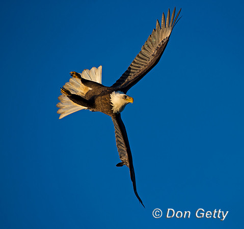 Bald Eagle, Haliaeetus leucocephalus