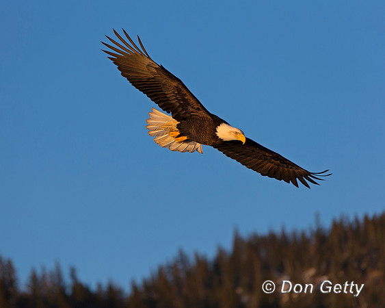 Bald Eagle, Haliaeetus leucocephalus