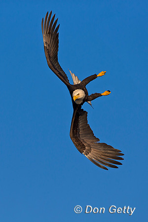 Bald Eagle, Haliaeetus leucocephalus