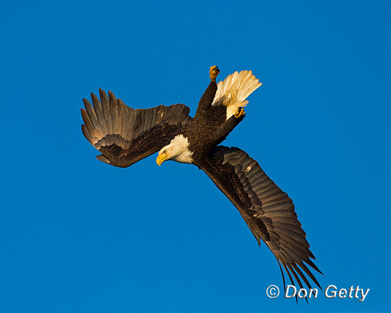 Bald Eagle, Haliaeetus leucocephalus