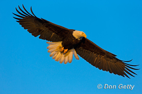 Bald Eagle, Haliaeetus leucocephalus