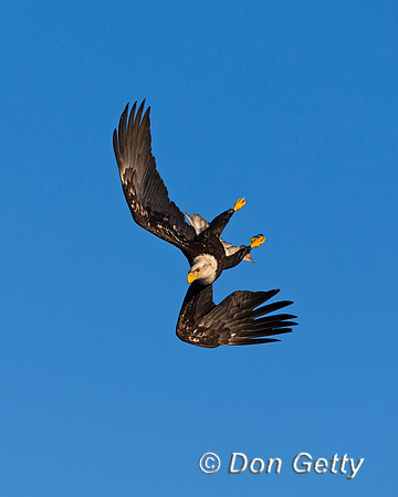 Bald Eagle, Haliaeetus leucocephalus