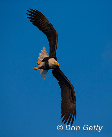 Bald Eagle, Haliaeetus leucocephalus