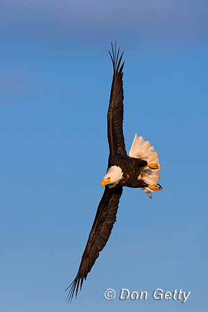 Bald Eagle, Haliaeetus leucocephalus