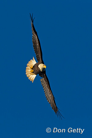 Bald Eagle, Haliaeetus leucocephalus