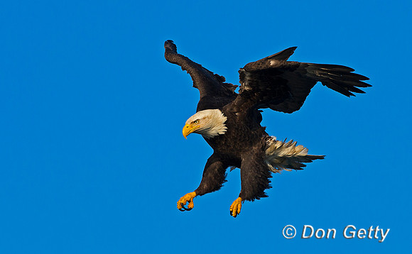Bald Eagle, Haliaeetus leucocephalus
