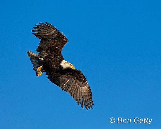 Bald Eagle, Haliaeetus leucocephalus