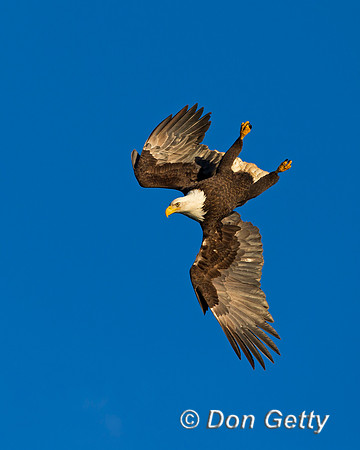 Bald Eagle, Haliaeetus leucocephalus