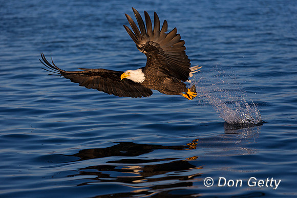 Bald Eagle, Haliaeetus leucocephalus